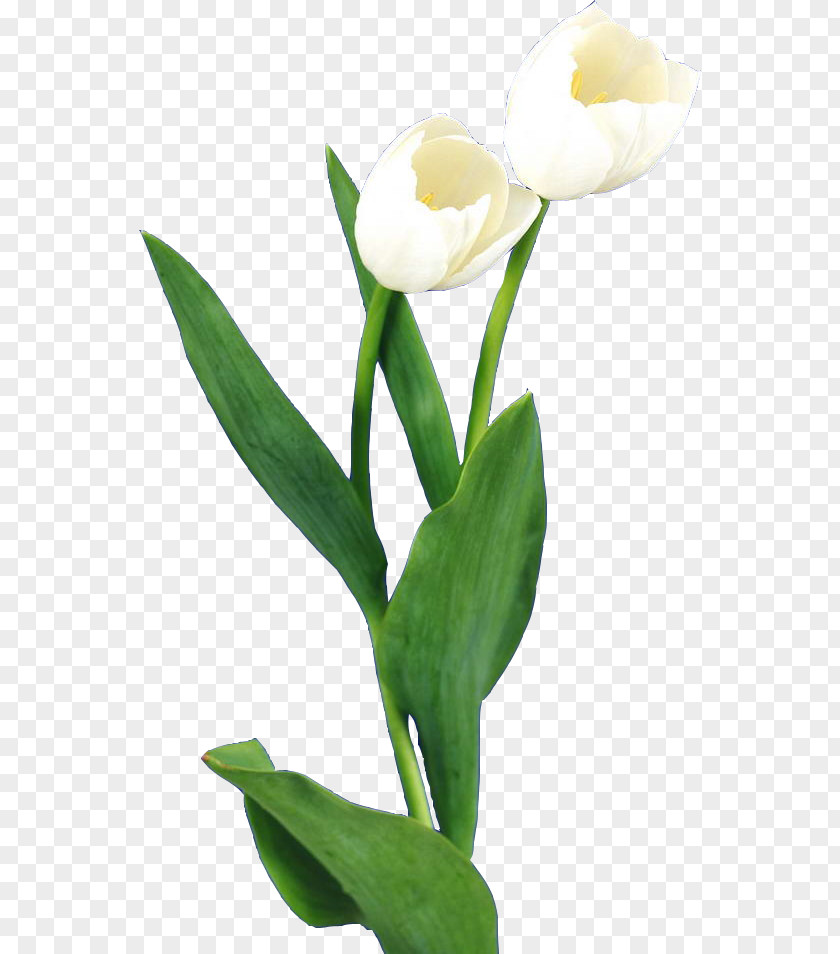 White Tulips PNG tulips clipart PNG